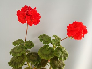 red flowers in room