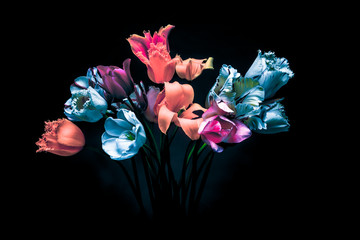 Plakaty  Dark colors in the dark. Tulips rare variety.