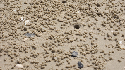 Hole of ghost crabs on the sand beach background