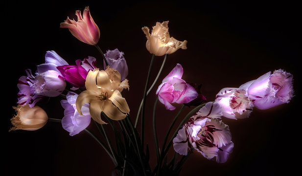 Fototapeta Tulips in the dark with backlight. Flowers on a black background