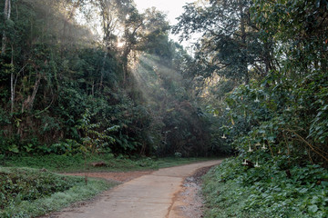 Walkway in tropical rainforest sunlight shine
