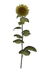 Old golden sunflower - 3D render