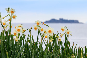 Fototapeta premium 水仙の花