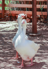 two white geese walking in public park