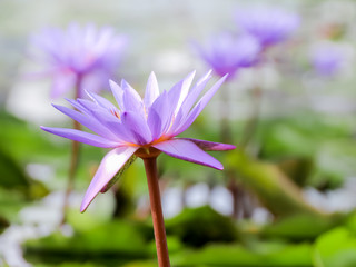 Softly focus purple lotus flower or water lily flower