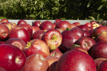 Bulk of Apples In the Wooden Box with Close Up in Orchard