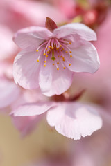 桜の花
