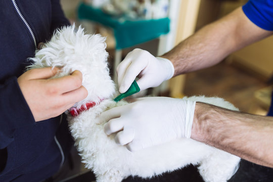 Maltese dog at veterinary getting protection for fleas and ticks.