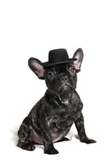 French bulldog puppy wearing a hat over white background