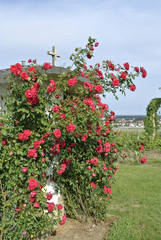 Fototapeta na wymiar rosen an einem Bildstock im Feld bei Flörsheim-wicker