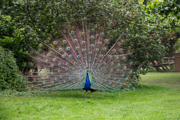 Obraz premium Paon bleu faisant la roue