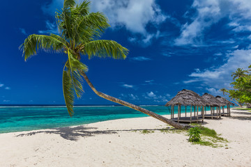 Tropical beach with a single palm tree and a beach fale