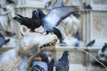 Birds in the Fountain of Joy (Fonte Gaia). Piazza del Campo, Siena, Tuscany, Italy