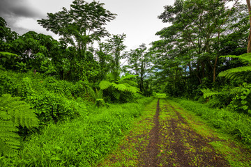 Fototapeta na wymiar Road deep in the tropical dense forest