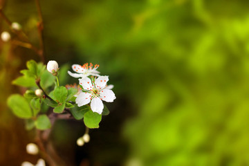 Spring flowers blooming white cherry on a blurred green backgrou