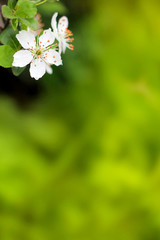 Spring flowers blooming white cherry on a blurred green backgrou