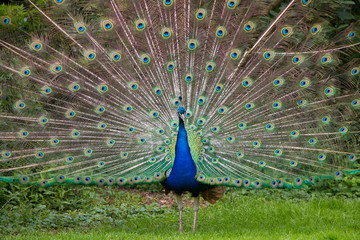 Naklejka premium Paon bleu faisant la roue