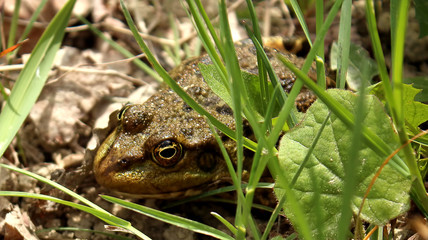 Green water frog sitting