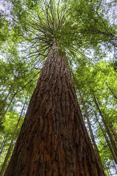 Kauri tree