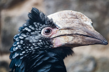 Calao à joues argent