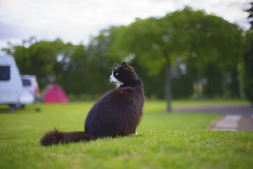 Cat at motor camp