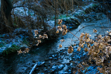 The dried plants on the background of the brook in the winter