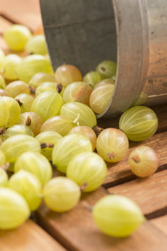 Gooseberry harvest, fresh berries in close up on table from bowl.