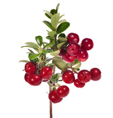 bright red lush isolated cowberries