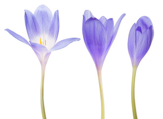 set of three blue crocus flowers on white
