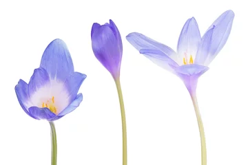 Photo sur Plexiglas Crocus collection of blue crocus flowers on white