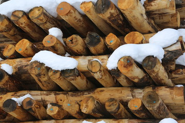 Holzlager © Klaus Eppele