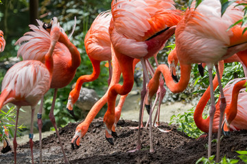 Groupe de flamant de Cuba