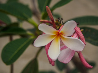 the plumeria on nature background