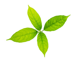 Naklejka na ściany i meble solated green leaf on white background