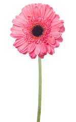pink gerbera flower on green stem