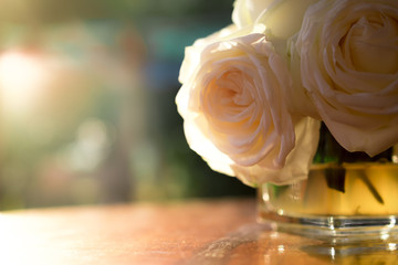 rose flowers close up on background. .