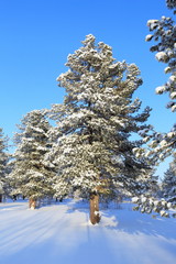 Cedar on a background of blue sky in winter