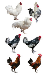 seven roosters isolated on white