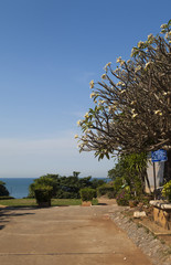 Beautiful tropical flowers