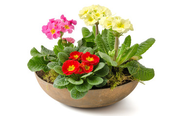 Blumenschale mit Primeln