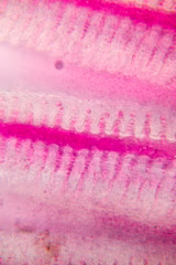Gills of fish under the microscope.(soft focus and have Grain/Noise )