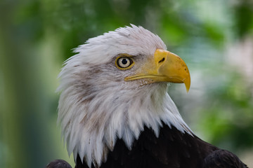 Pygargue à tête blanche en gros plan