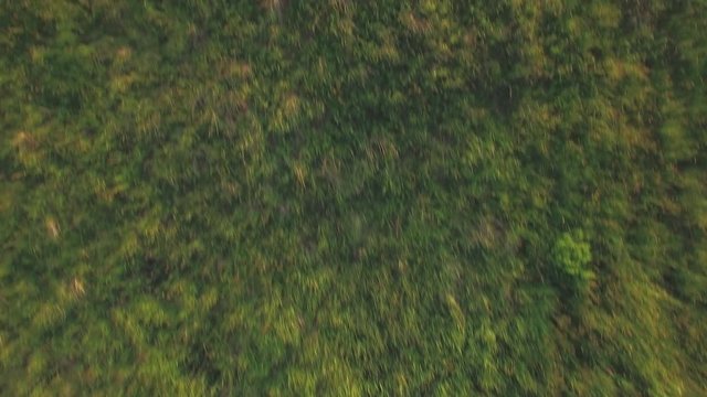 Aerial flight above the agricultural field with green grass, high speed moving background. Top view in day time at summer