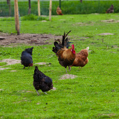flock of chickens grazing on the grass