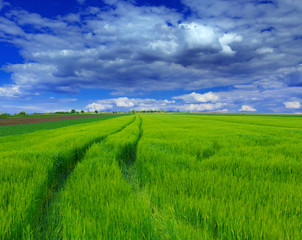 Fototapeta na wymiar green wheat field and clouds