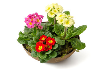 Blumenschale mit Primeln