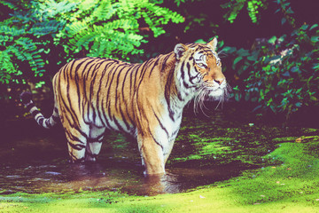 tiger walking in water. Tiger in forest