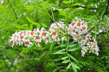 Gelbhorn (Xanthoceras sorbifolium)