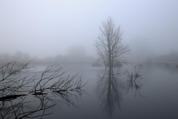 Fototapeta na wymiar Dead trees in the fog in February