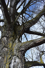 Fototapeta na wymiar Troncos de árboles durante el invierno.